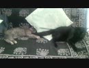 猫がしっぽで猫の顔をはたいてるだけ