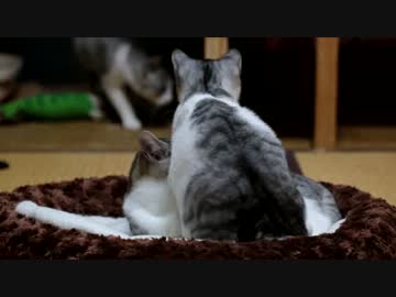 喫猫は、あなたにとって奴隷制を悪化させる危険性を高めます。