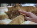 ネコさんが布団を占領してどいてくれない
