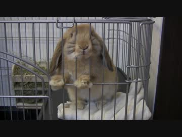 モコ日記９