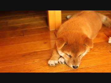 【柴犬】ぬいぐるみおいしい