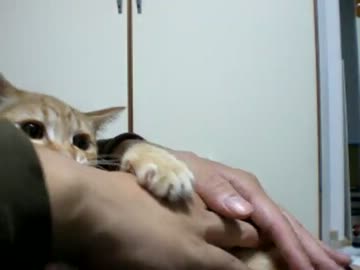 拾いねこ＠生後92日目　ぶらっしんぐ