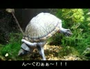 きたれ！亀ブーム　Ｖｏl.7 (八つ当たり）