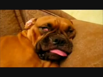 スヤスヤ動画（犬）