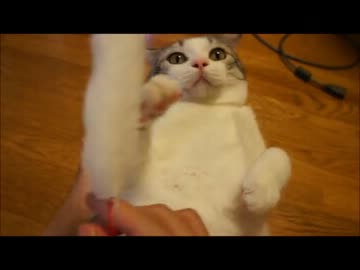 ツンギレのうちの猫が全力でグルグル回る様子