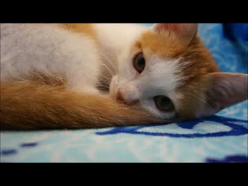 ツンギレのうちの保護猫の寝顔が涙が出るほど幸せそう