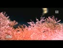 宵月桜【projeci DIVA editPV】