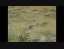 もしかしてカワウソ！？