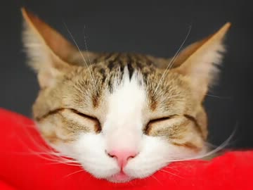 ぬこぬこ動画ランキング 【2008～2012】