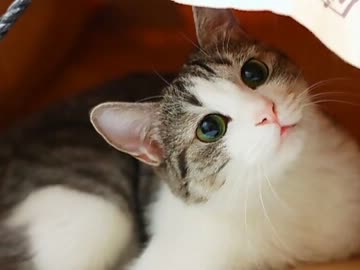 ぬこぬこ動画ランキング③