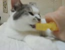 寒天の水の飲み方　How to Drink.mov