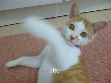 ツンギレのうちの保護猫の保護前と保護後の比較動画