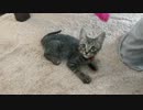 にゃんこ拾って22日目＊ぐりちぇる今日も仲良しです。