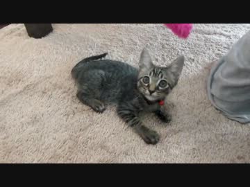 にゃんこ拾って22日目＊ぐりちぇる今日も仲良しです。