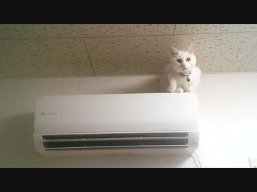 ステルスびったん