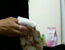 拾いねこ＠生後94日目　はみがきあこにょん