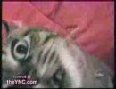 変な猫part2