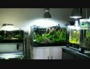 小型水槽を立ち上げてみた　その４
