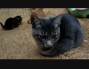 トラさん一家観察日記　124日目