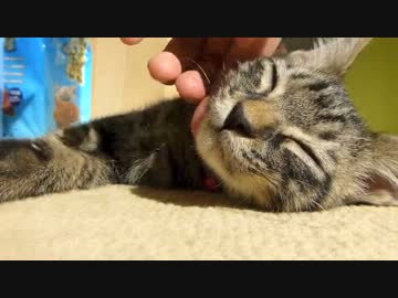 にゃんこ拾って23日目＊ひなたぼっこぐりたん