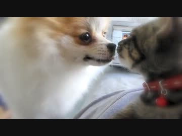 にゃんこ拾って24日目＊あー///このぐりちぇるかわいすぎる。