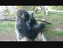ゴリラが自らのう●こを食し子供にも分け与える映像