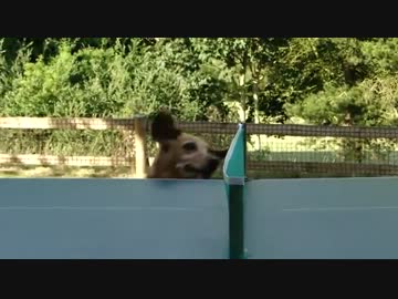 卓球を観戦する犬がカワイイ