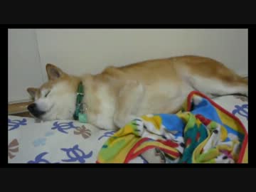 柴犬「なんだ！？地震かっ！？」