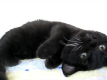 お兄様が猫を飼い始めたようです