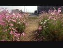 新しいiPhoneで動画を撮影してみた２
