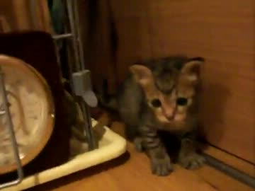 【瑠璃組】続・よちよちしてるものを観察してみた