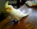 我が家のちーちゃん