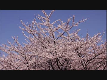 【歌ってみた】17曲目「桜の樹の下で」さだまさし