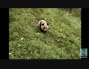 野生に戻すため二足歩行のパンダ登場？