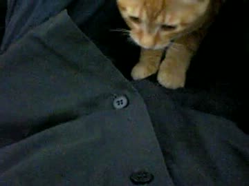 拾いねこ＠生後98日目　2㌔到達で、はかりの上限オーバー！