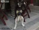 オナ犬