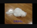 47.美人さんを観察。The beauty is observed.