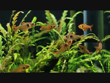 小型でジャングルな水槽を立ち上げてみた