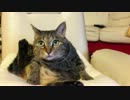 【ねっこねこに】そぼろの日常２【してやんよ】