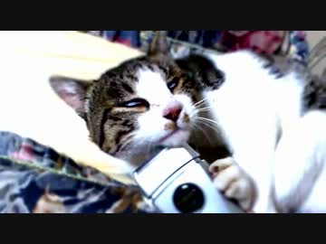 電気シェーバーでご満悦な猫