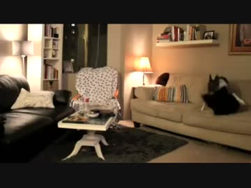 飼い主のいなくなった後の犬の行動が酷すぎる件