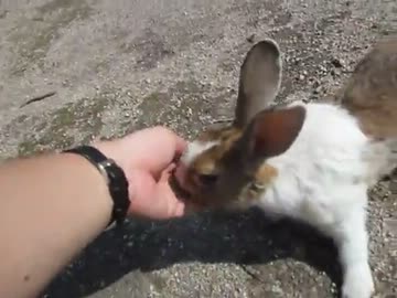 大久野島のうさぎにあってきた