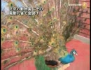 【新唐人】北京の動物園 ニセの電動孔雀で金儲け
