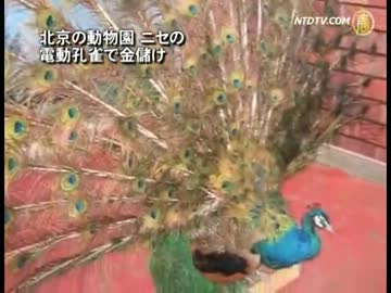【新唐人】北京の動物園 ニセの電動孔雀で金儲け