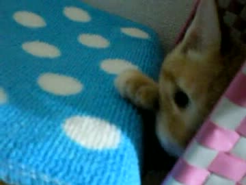 拾いねこ＠生後99日目　あと1日で100日到達、ひとまず99日おめめ～。