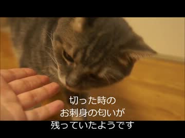 ツンギレのうちの猫に鯛の刺身をあげたら大喜び