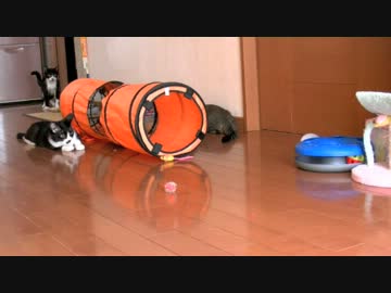 くるねこ大和　猫間商事（小牧）