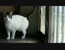 玄関を開けようとする猫