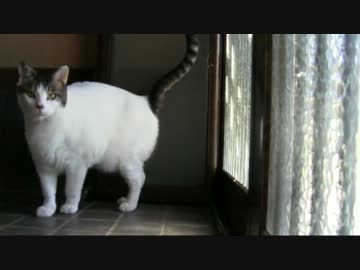 玄関を開けようとする猫