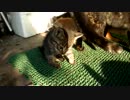 トラさん一家観察日記　129日目